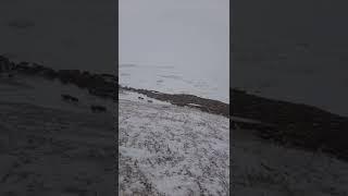Перегон стада северных домашних оленей через горы Полярного Урала