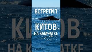 КИТЫ ПРЯМО У КАТЕРА! #travel #путешествие #россия #камчатка #киты #камчатскийкрай