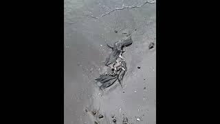 Погибшие молодые бакланы обнаружены на берегу Авачинской бухты. Камчатка. Экология.Птицы России