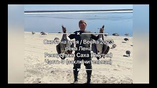 Охота на гуся весна 2023 / Goose hunting spring in Sakha Yakutia / Охота без преувеличений / Часть 3