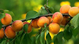 Огромный урожай абрикосов собрали в Таджикистане. Фрукт продают по минимальной цене