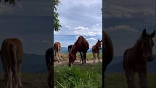 Лошади на Алтае. Гора Чертов Палец. #лошади #кони #алтай #чёртовпалец
