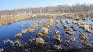 Васюганские болота — одни из самых больших болот в мире, расположены в Западной Сибири. Россия