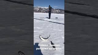 Байкал. Зимняя рыбалка на омуля. С глубины 130 метров ловим вкуснейшую рыбу.
