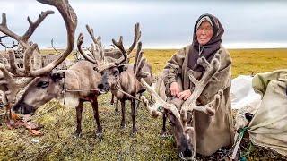 Как оленеводы кочуют в дождь. Видео путешествие в тундру. Север России. Ямал