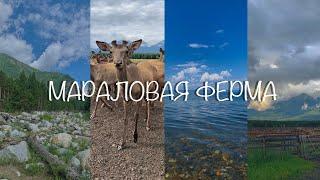 Моя поездка на мараловою ферму | Саяны, Байкал, Бурятия и маралы