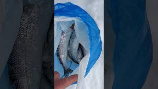 отличная рыбалка#зимой #байкал #омуль # кто ищет тот найдет