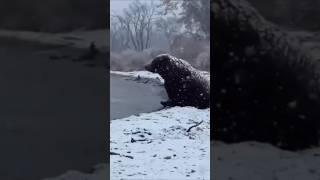 Зима приходит на ДВ и вместе с ней на Камчатке начинают чуть-чуть грустить медведи #shorts #russia